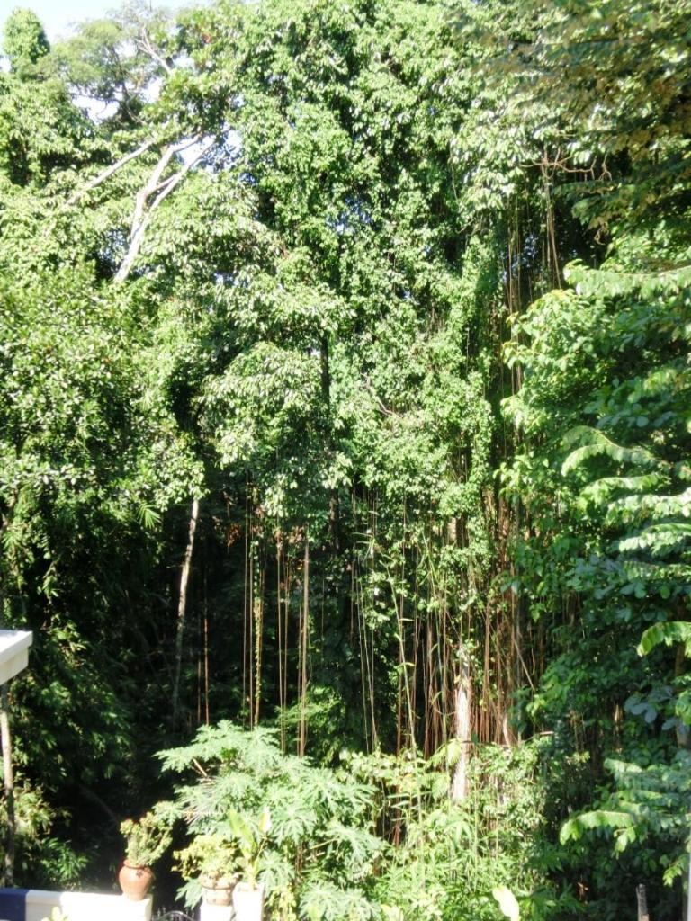 Latugu Homestay Ubud Camera foto