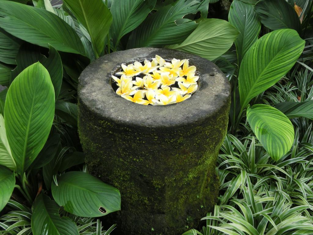 Latugu Homestay Ubud Esterno foto