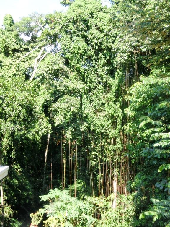 Latugu Homestay Ubud Esterno foto